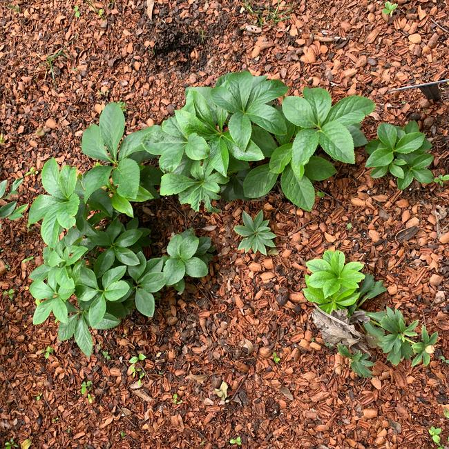 Helleborus hybrida (Lenten Rose)
