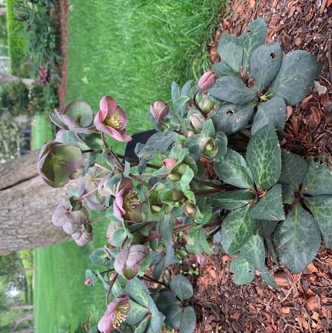 Helleborus hybrid (Lenten Rose)