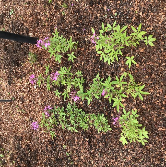 Cleome hybrida ()