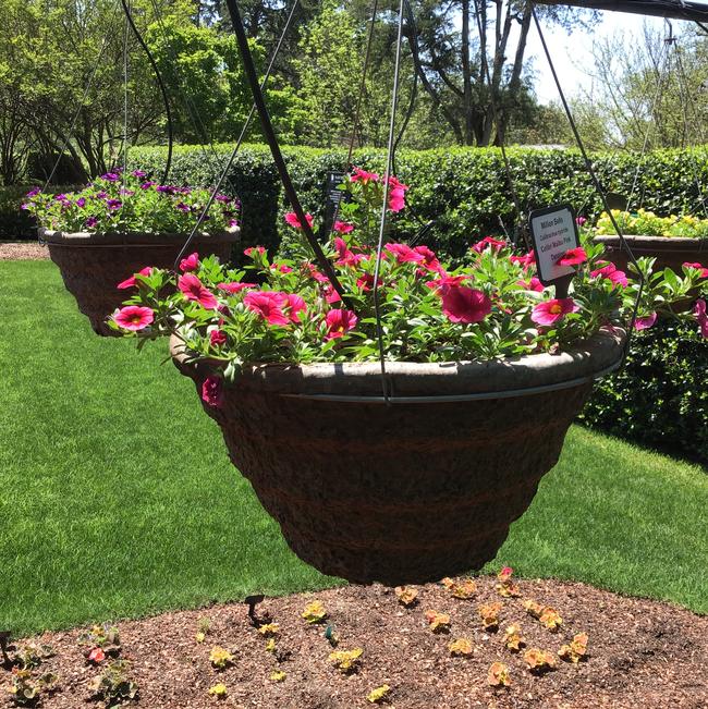 Calibrachoa hybrida (Million Bells)