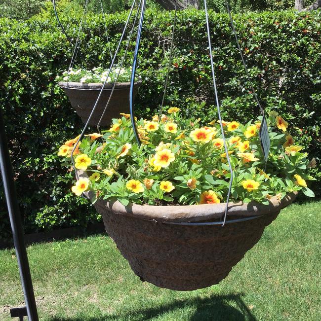 Calibrachoa hybrid (Million Bells)