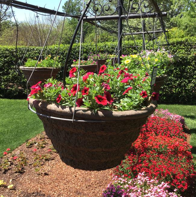 Calibrachoa hybrid (Million Bells)