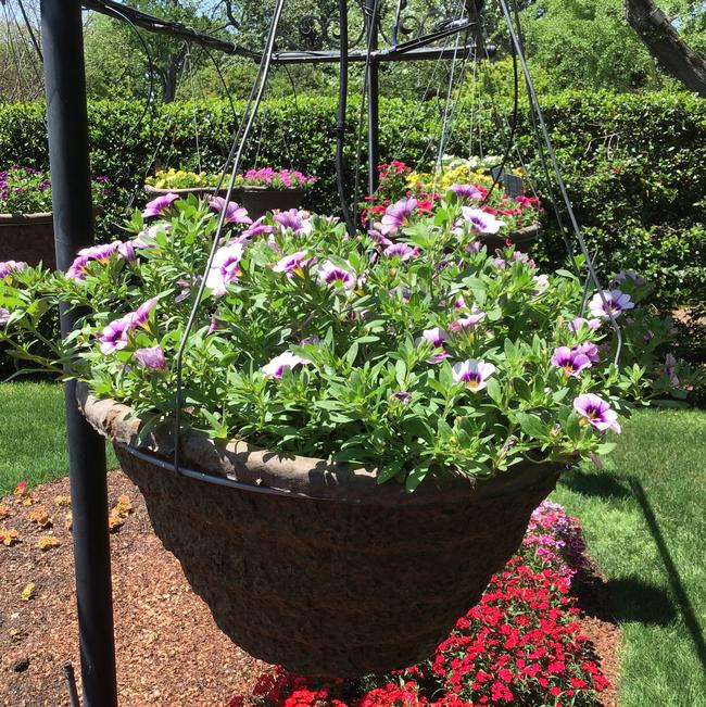 Calibrachoa hybrid (Million Bells)