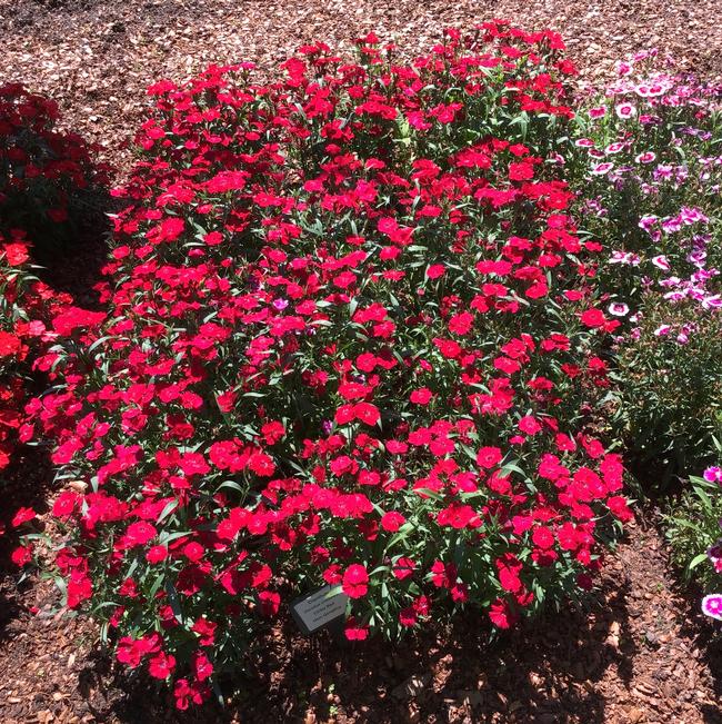 Dianthus chinensis x barbatus (Dianthus)