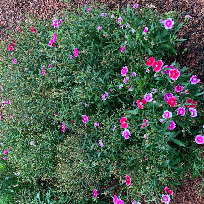 Dianthus chinensis (Dianthus)