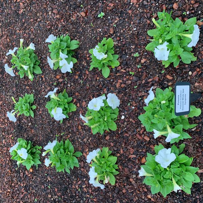 Petunia multiflora (Petunia)