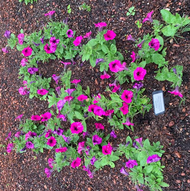 Petunia hybrid (Petunia)