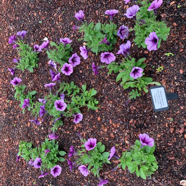 Petunia hybrid (Petunia)