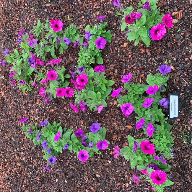 Petunia hybrid (Petunia)