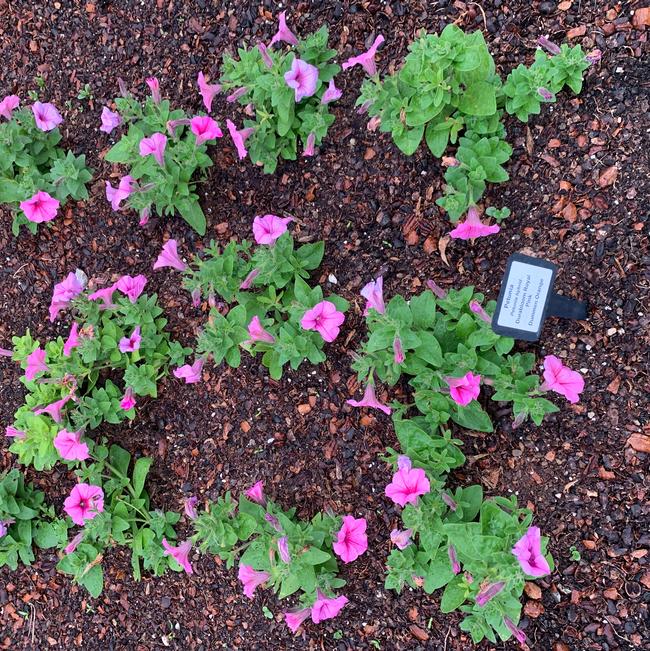 Petunia hybrid (Petunia)