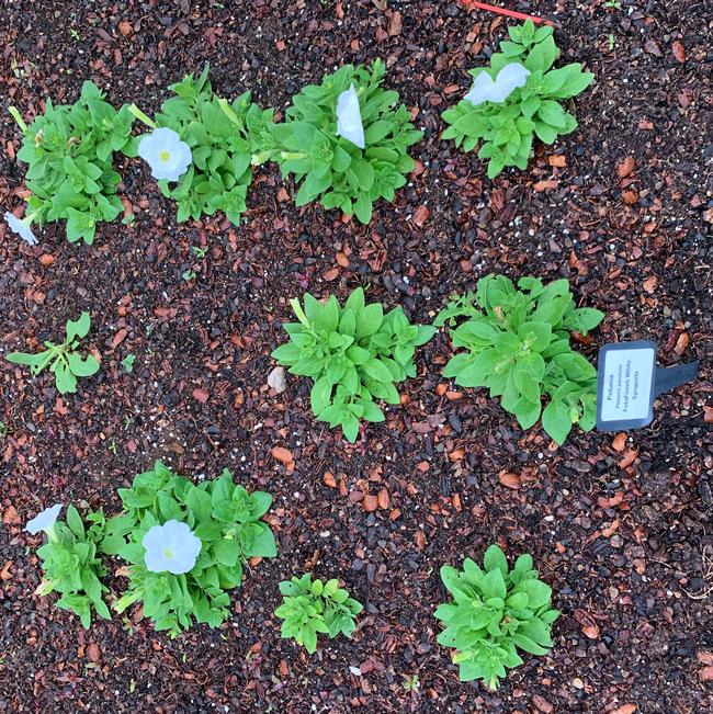 Petunia pendula (Petunia)