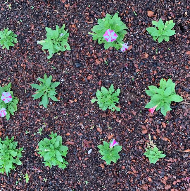 Petunia pendula (Petunia)