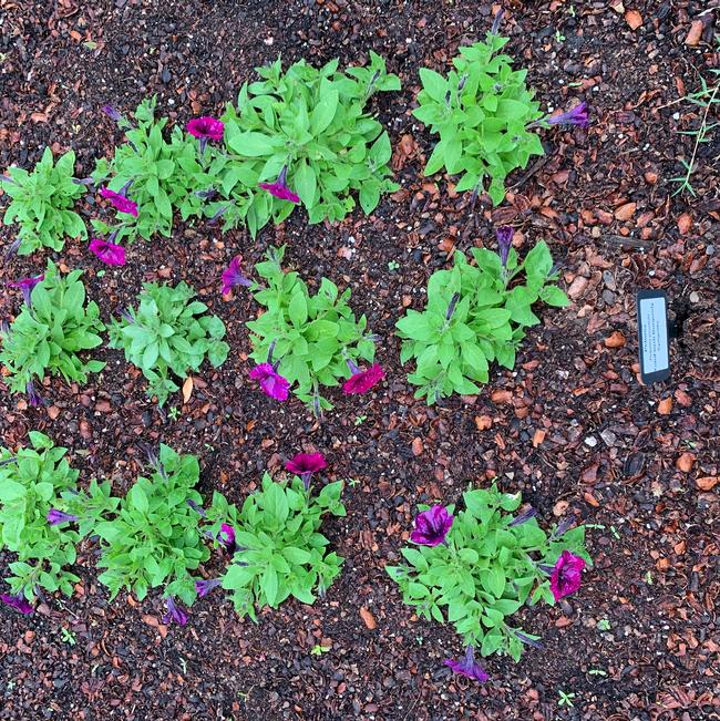 Petunia pendula (Petunia)