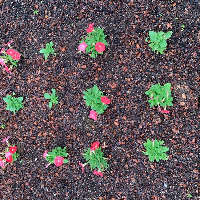 Petunia milliflora (Petunia)