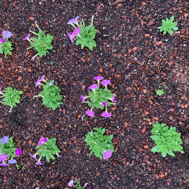 Petunia milliflora (Petunia)