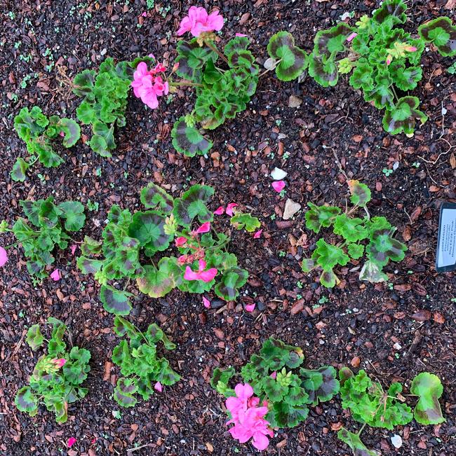 Pelargonium interspecific (Geranium)