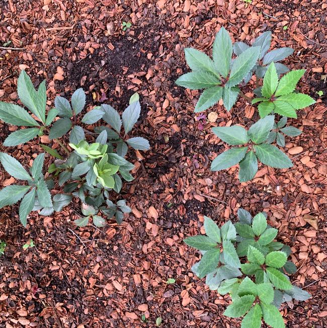 Helleborus hybrida (Lenten Rose)