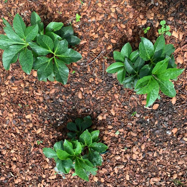 Helleborus hybrid (Lenten Rose)