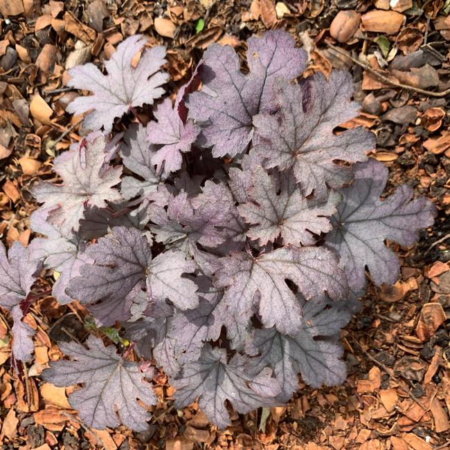 Heucherella hybrid (Coral Bells)