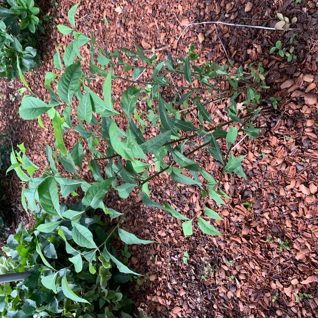 Amsonia tabernaemontana (Bluestar)