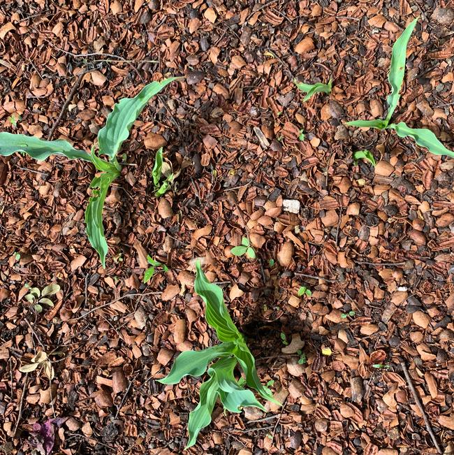 Hosta hybrid ()