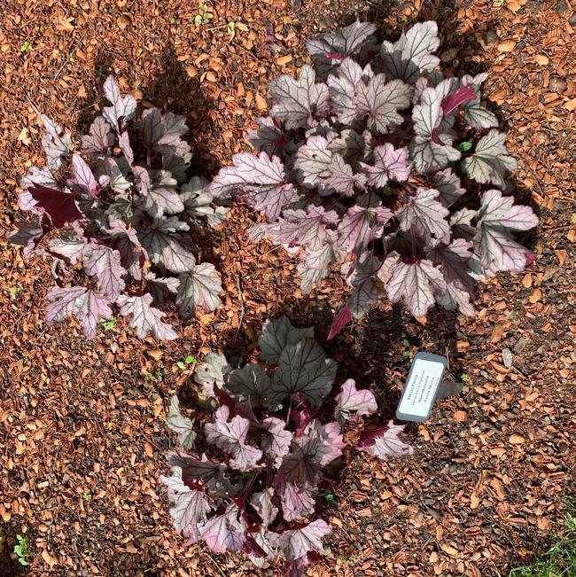 Heuchera hybrid (Coral Bells)