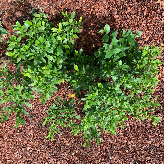 Gardenia jasminoides (Gardenia)