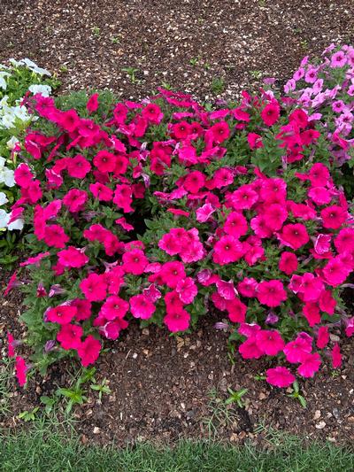 Petunia hybrid (Petunia)